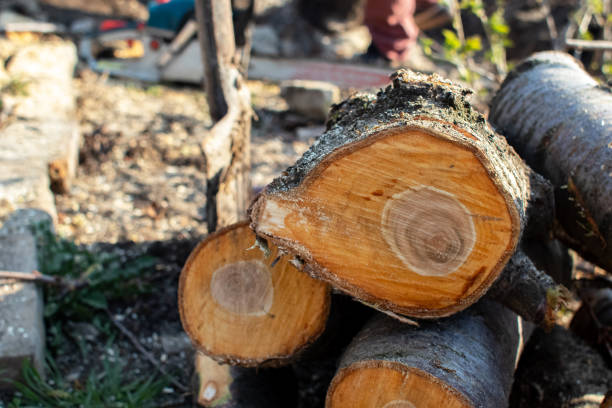 How Our Tree Care Process Works  in  Daleville, AL