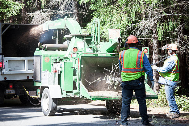 Best Leaf Removal  in Deville, AL